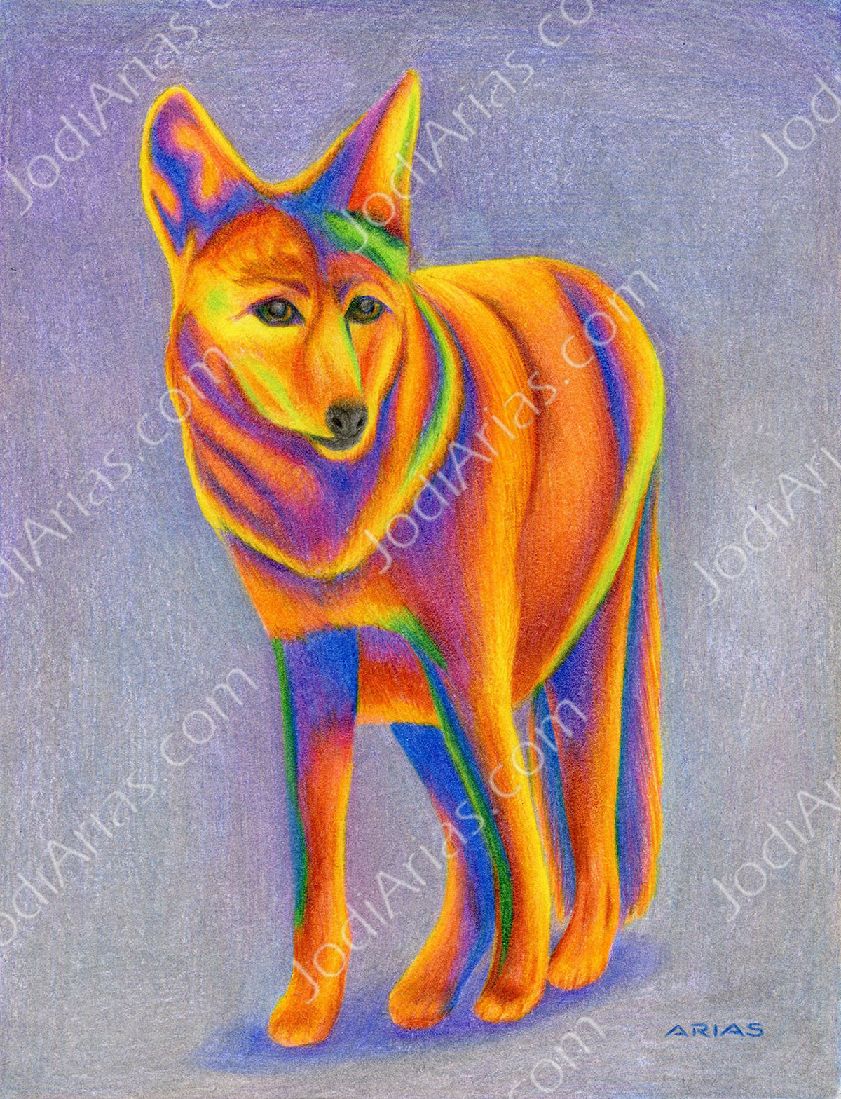 Coyote